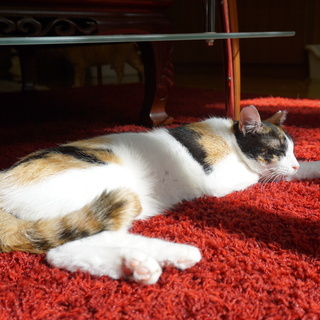 おとなしい三毛猫、ゆったりと過ごしたい人にピッタリ！　ぶちこちゃん - 猫