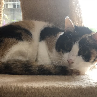 おとなしい三毛猫、ゆったりと過ごしたい人にピッタリ！　ぶちこちゃん − 大阪府