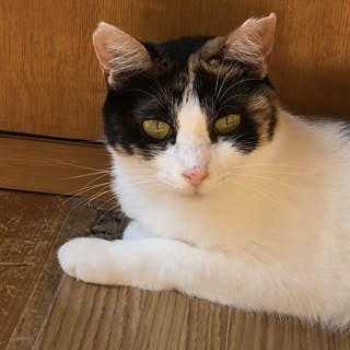 おとなしい三毛猫、ゆったりと過ごしたい人にピッタリ！　ぶちこちゃん - 里親募集