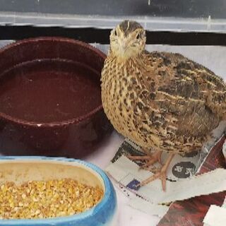 ウズラ(メス)の里親を募集しています