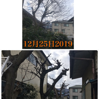 庭の手入れ　外構工事致します（所沢市　狭山市志木市新座市入間市川越市〜