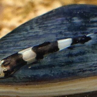 パンダシャークローチ (アクアリウム)の画像