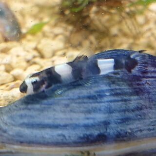 パンダシャークローチ (アクアリウム)の画像