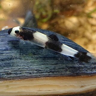 パンダシャークローチ (アクアリウム)の画像