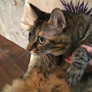 ＜1月15＆22日＞わんちゃん、猫ちゃんの心と身体と魂のお話会は「真冬の養生法」！の画像