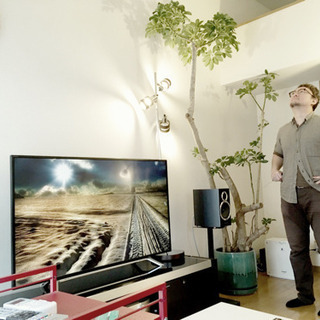 観葉植物(シェフレラ•カポック)の画像