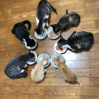 外で生活する猫のお世話・保護・不妊活動の協力者募集