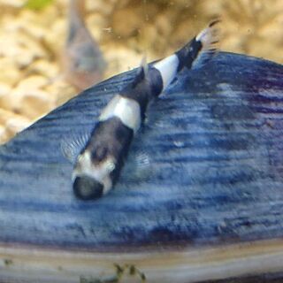 パンダシャークローチ (アクアリウム)