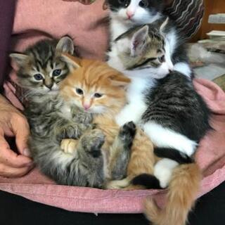 譲渡完了致しました。ありがとうございます。