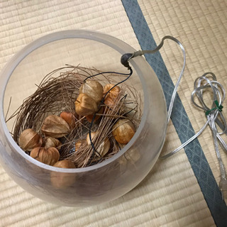 ほおずきランプの画像