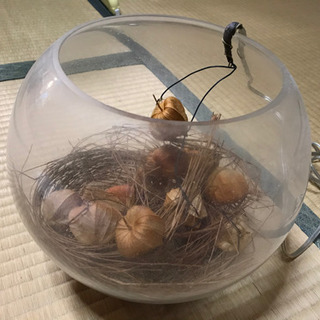 ほおずきランプの画像