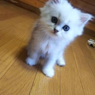 里親募集です