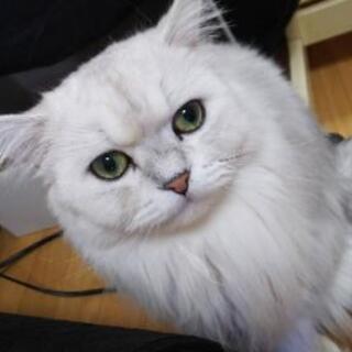 里親募集