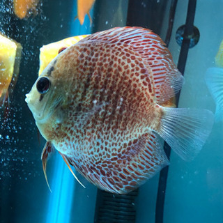 訳ありオリエンタルドリームディスカス(熱帯魚水槽)生体