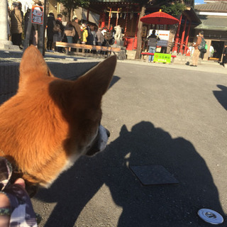 犬の友達募集 