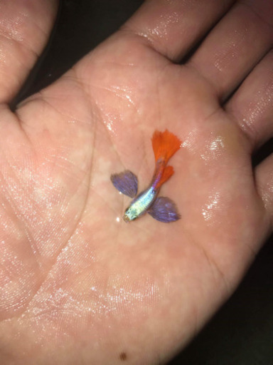 #熱帯魚　ダンボプラチナ　ビックエアー　レッドタイル　グッピー