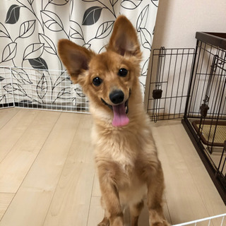 9ヶ月のワンちゃんです