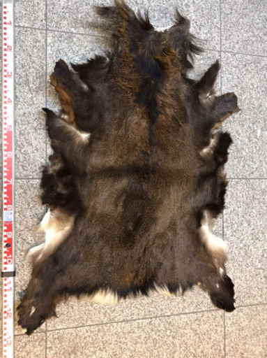 鹿の毛皮2 （大鹿）敷物 タペストリー ラグマット