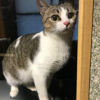 【交渉中】人なつこいメス猫の里親募集