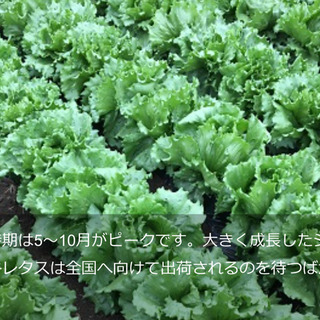 高原野菜の生産・収穫スタッフ募集 時給:〜1200円の画像