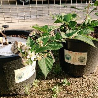家庭菜園LINEグルチャ − 愛知県