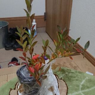 家庭菜園LINEグルチャ