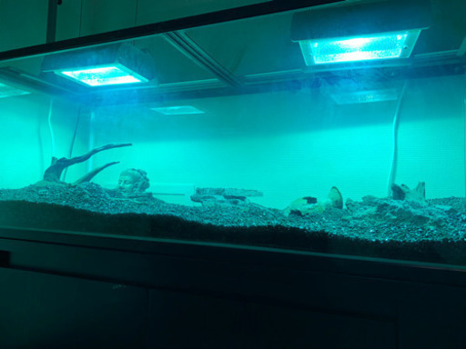 破格 水槽 水槽台 アクアリウム