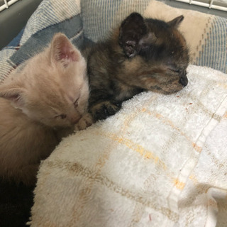 1ヶ月半の子猫4にゃん