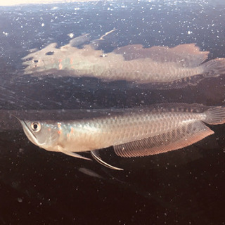 急募　シルバーアロワナ