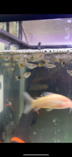 国産　稚魚　ダンボ　プラチナ　レッド　タイル　グッピー(リボン1ペアとノーマル1ペア) 熱帯魚