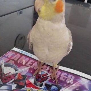 オカメインコがいなくなりました。
