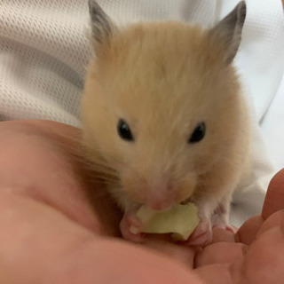 ゴールデンハムスター里親募集
