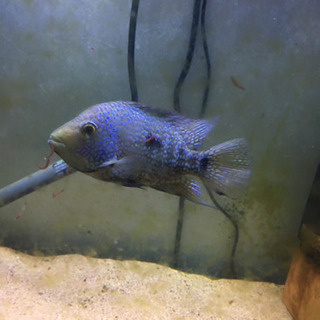 テキサスシクリッド　2匹