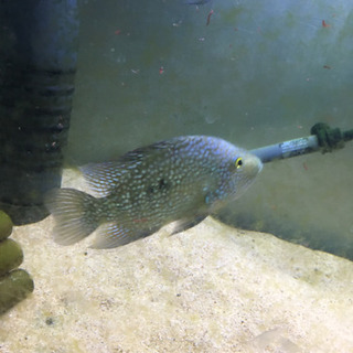 テキサスシクリッド　2匹の画像