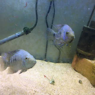 テキサスシクリッド　2匹の画像