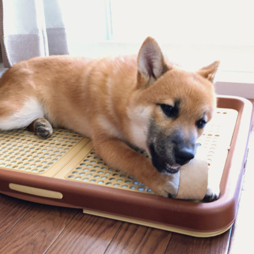 美品　ペット　キャリー　ハウス　ペット　トイレ　シーツ　犬　仔犬　室内　ファーストセット