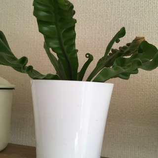 観葉植物①