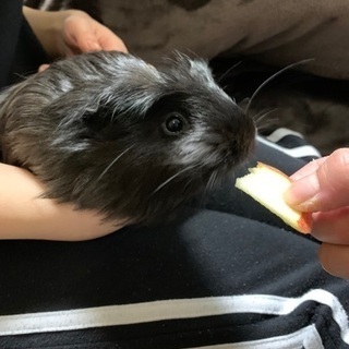 モルモット飼ってる方！