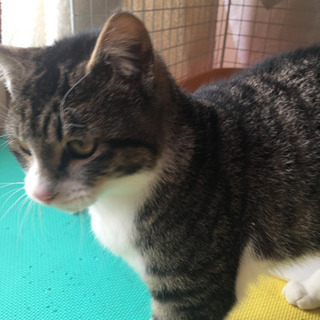 里親さん決定しました