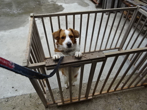 B犬小屋　木材ハンドメイド　中古（屋外で使用してました）引取限定早い方優先♪