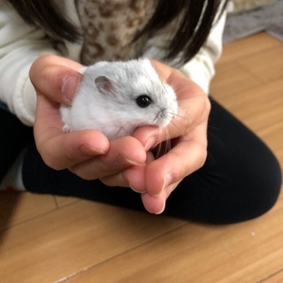 商談中　ジャンガリアン　パールくん