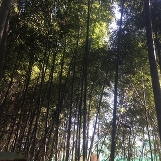 竹