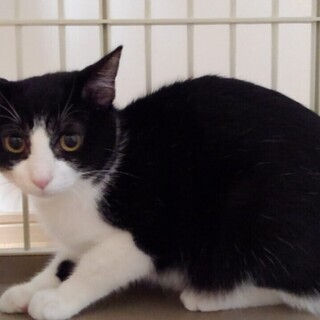 兄妹で素敵な家族に迎えられましたた♪8か月八割れくん         