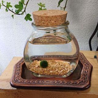 ビン入りマリモ コースター付き (アクアリウムメダカ水草コケ苔)