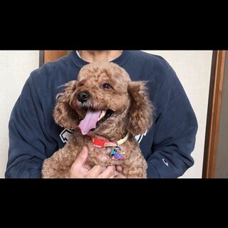 【大至急】犬の里親さん募集　キャンセルになりそうです