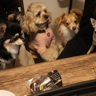 犬友募集中です、気軽に交流できる方 - 八尾市