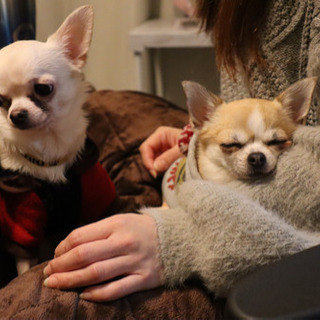 犬友募集中です、気軽に交流できる方 - 友達