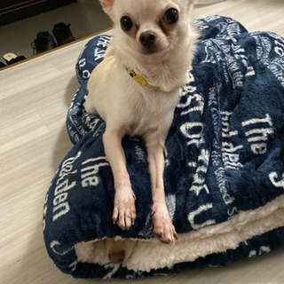 犬友募集中です、気軽に交流できる方 - メンバー募集