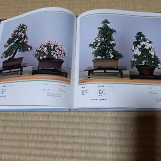 全国皐月花季大陳列展　の画像