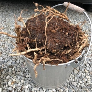 ミョウガ　株　苗